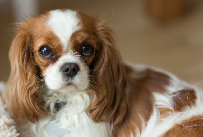 Cavalier King Charles Spaniel