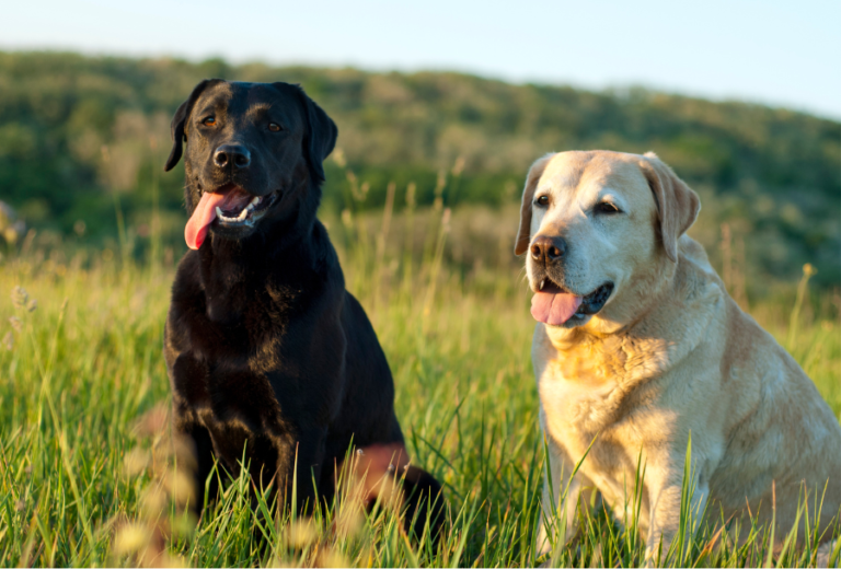 Labrador Retriever