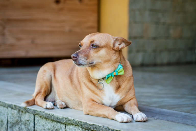 Mixed-breed Dogs