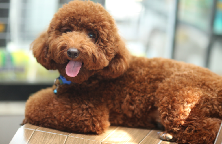 Poodle (Standard, Miniature, Toy)