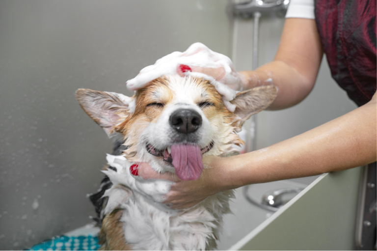 How Often Should You Groom Your Dog?