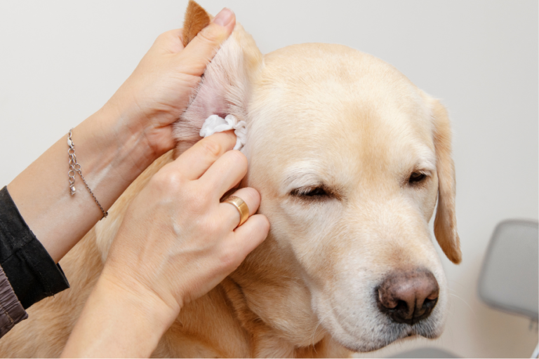 ear cleaning of dog