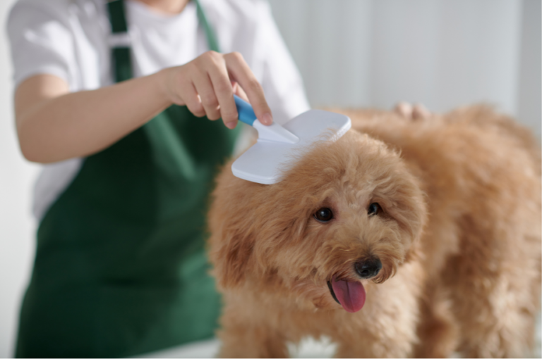 dog's hair grooming