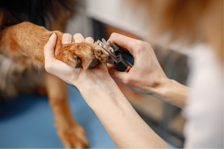 dog's nail trimming